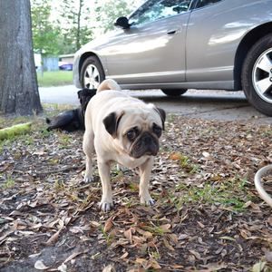 Meet your Posher, Su